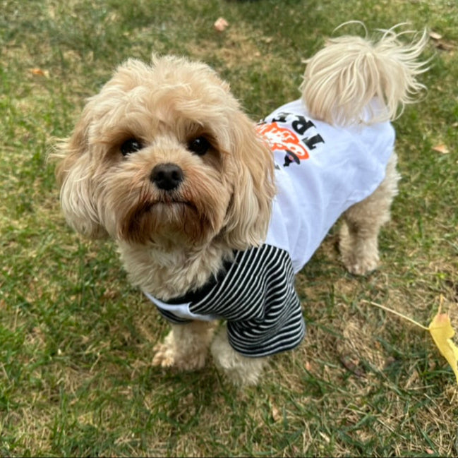 Small dog wearing a white shirt with black text and stripes on a grassy field.