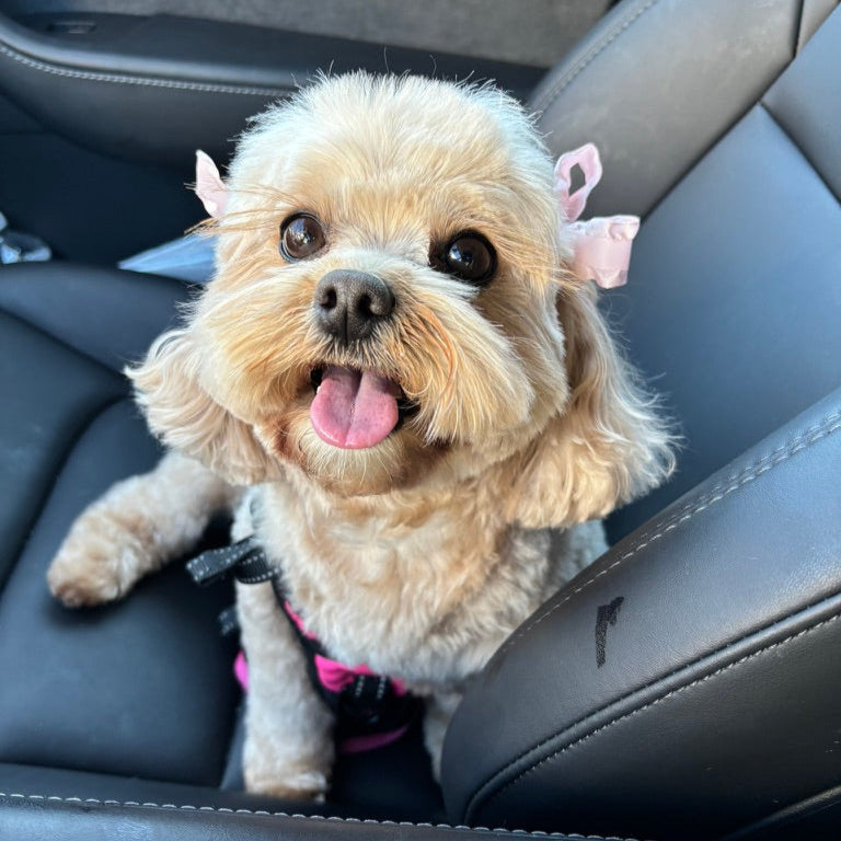 Small dog with a pink bow sitting in a car seat