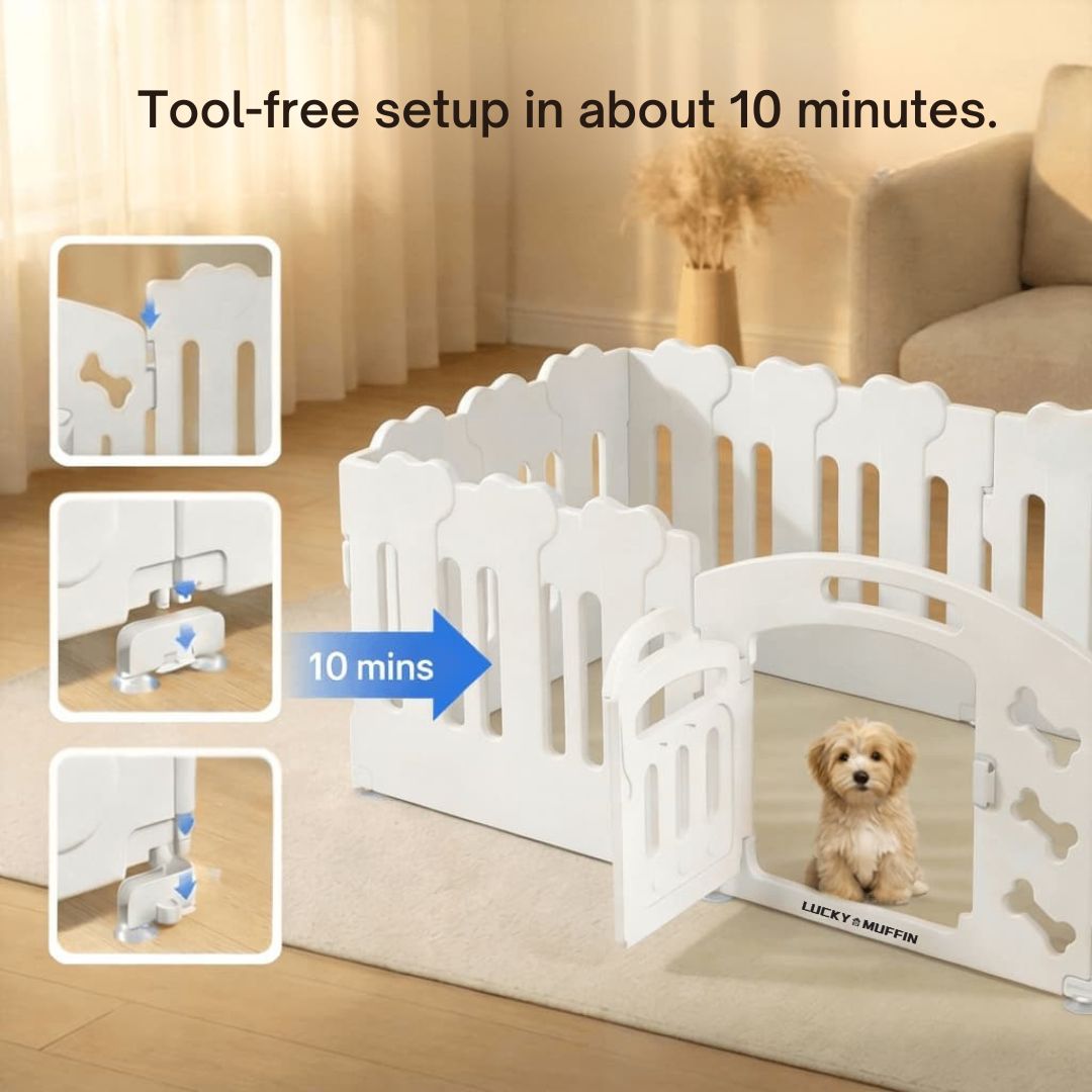 White plastic pet playpen enclosure with a gate and small dog sitting inside, shown in a living room setting with text reading 'Tool-free setup in about 10 minutes.' and three inset setup steps on the left.